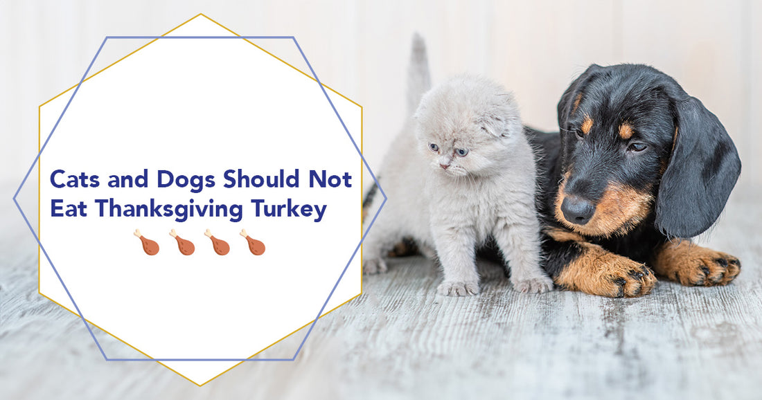 Cats and Dogs Should Not Eat Thanksgiving Turkey