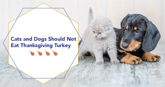 Cats and Dogs Should Not Eat Thanksgiving Turkey