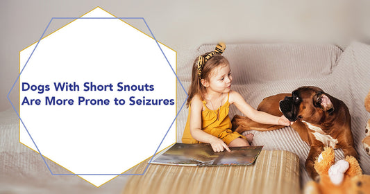 Dogs With Short Snouts Are More Prone to Seizures
