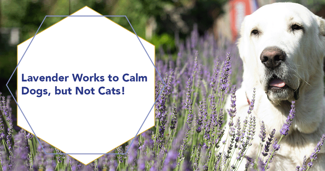 Lavender Works to Calm Dogs, but Not Cats