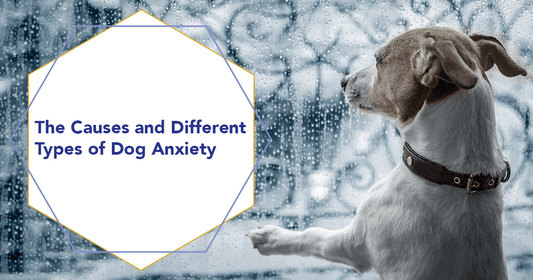 The Causes and Different Types of Dog Anxiety