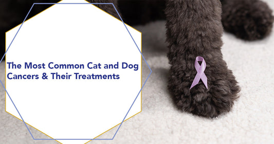 The Most Common Cat and Dog Cancers & Their Treatments