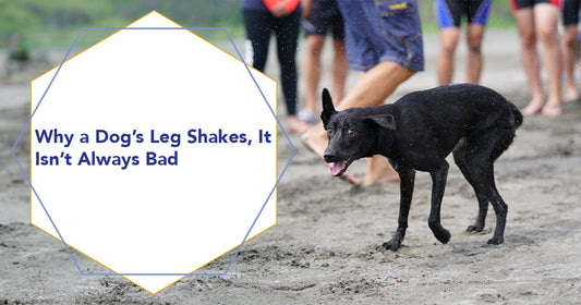 Why a Dog’s Leg Shakes, It Isn’t Always Bad