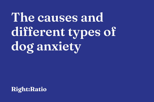 The causes and different types of dog anxiety