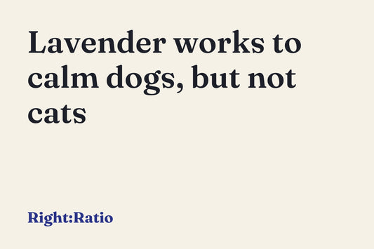 Lavender works to calm dogs, but not cats