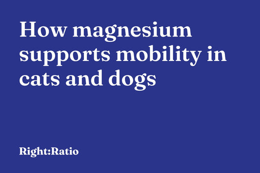 How magnesium supports mobility in cats and dogs
