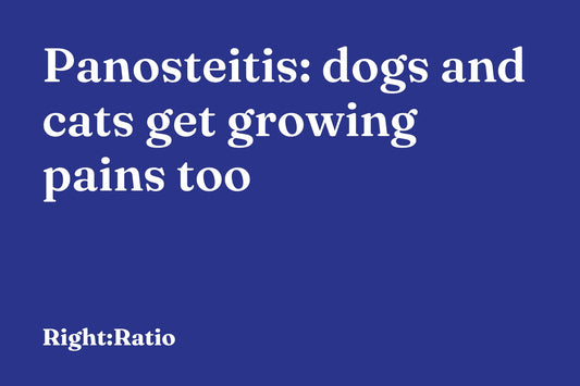 Panosteitis: dogs and cats get growing pains too