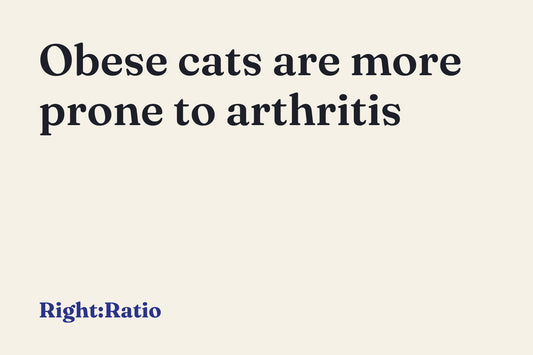 Obese cats are more prone to arthritis