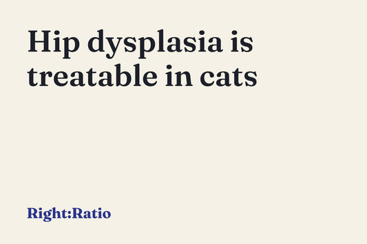 Hip dysplasia is treatable in cats