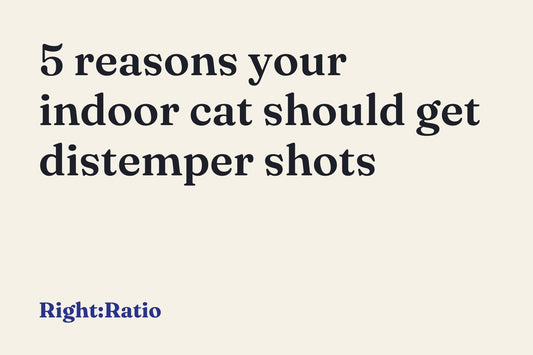 5 reasons your indoor cat should get distemper shots