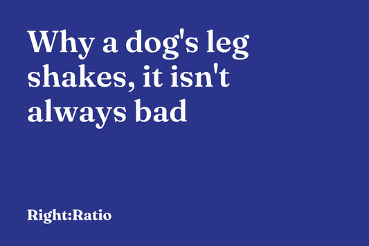 Why a dog's leg shakes, it isn't always bad
