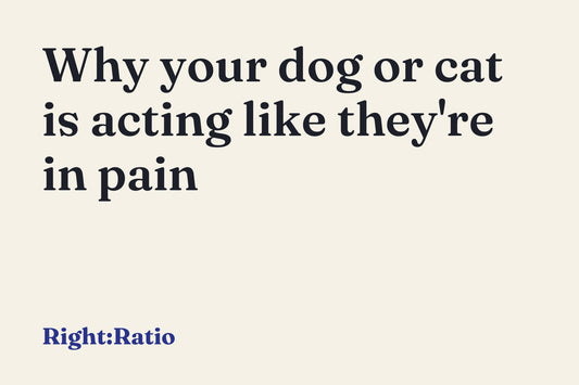 Why your dog or cat is acting like they're in pain