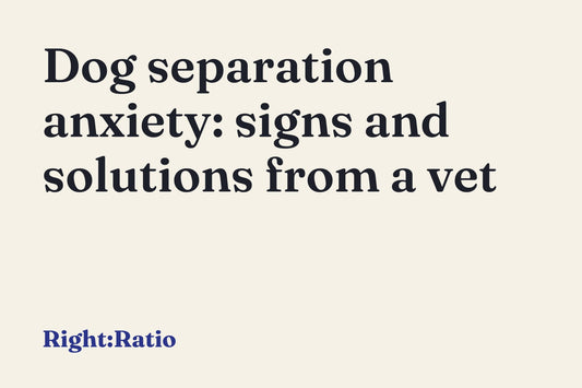Dog separation anxiety: signs and solutions from a vet
