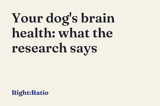 Your dog's brain health: what the research says