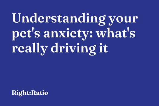 Understanding your pet's anxiety: what's really driving it