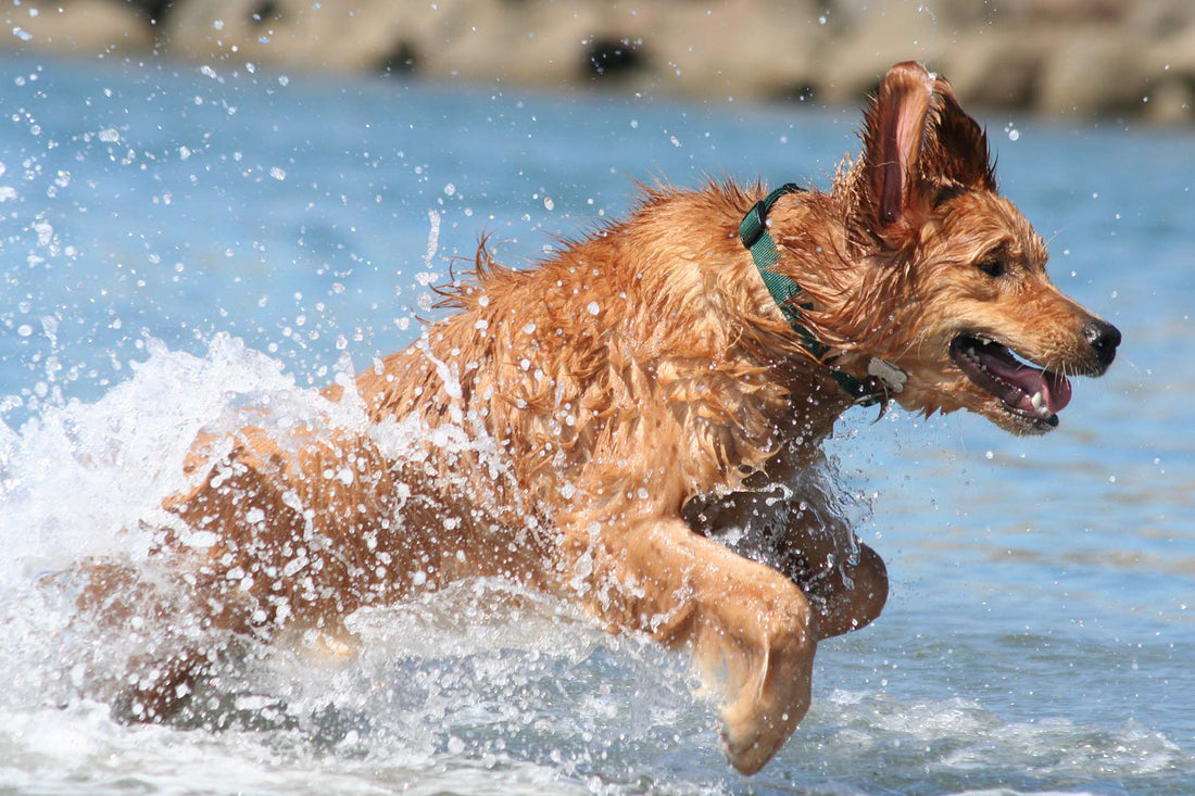 Pet Insurance Modernized: 90% Reimbursement for Right:Ratio