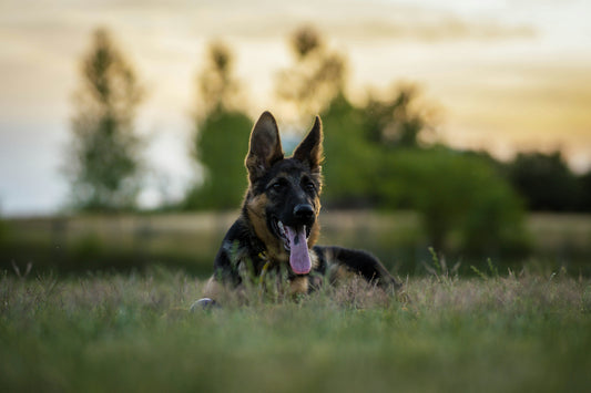 CBD, Cannabinoid Therapy and Pets: Help for Polypharmacy?