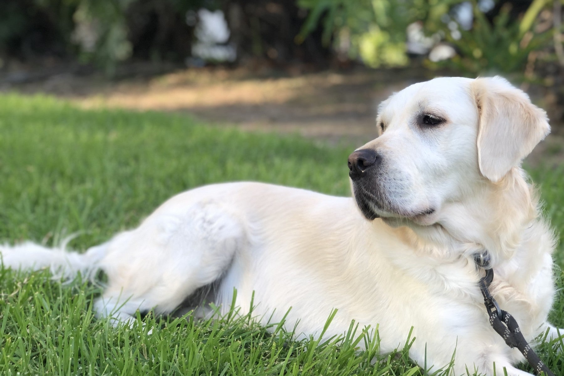 Harper, one of the dogs in the Right:Ratio family, resting in the grass