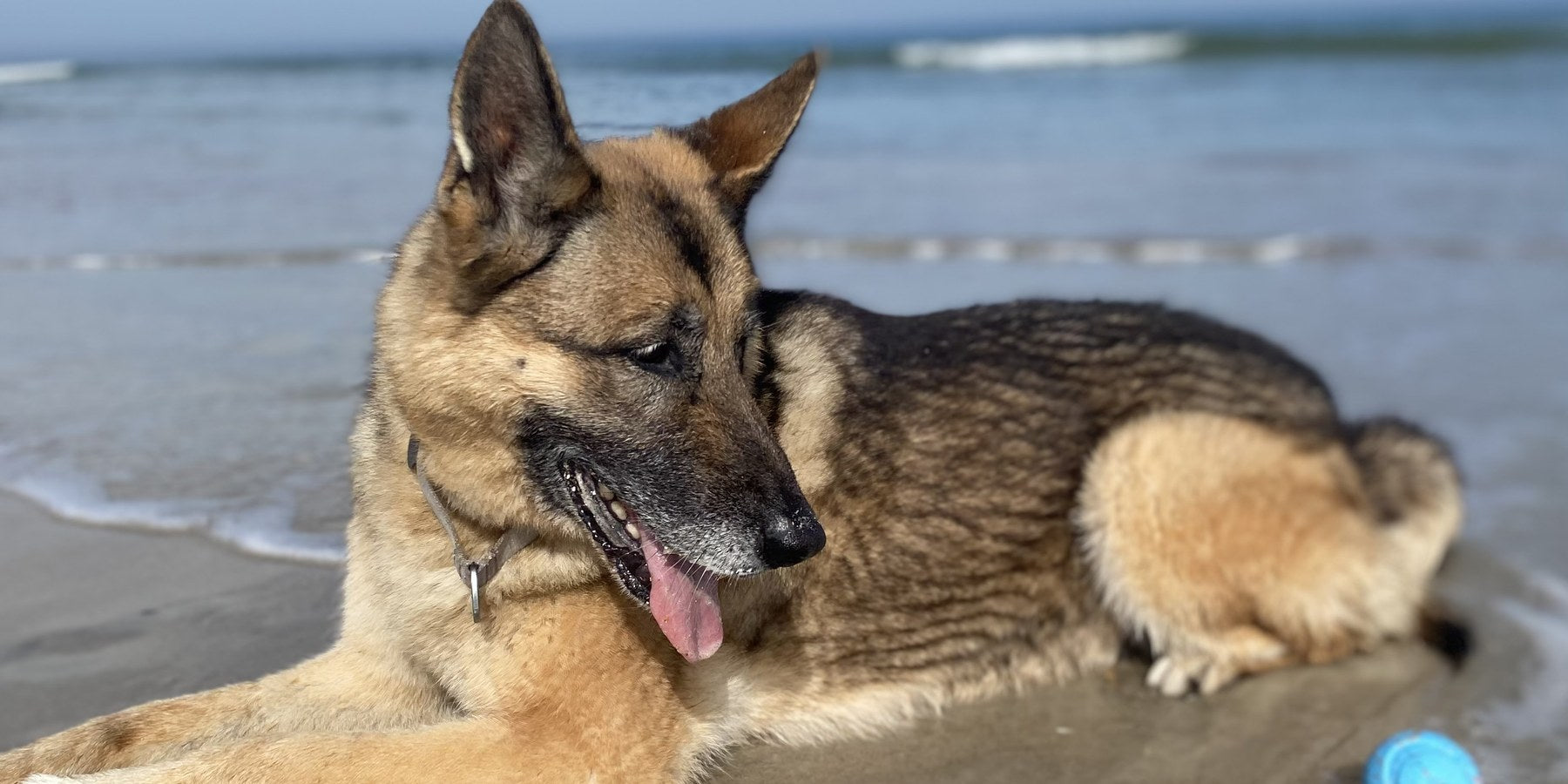Britta, a German Shepherd in the Right:Ratio family, on the grass
