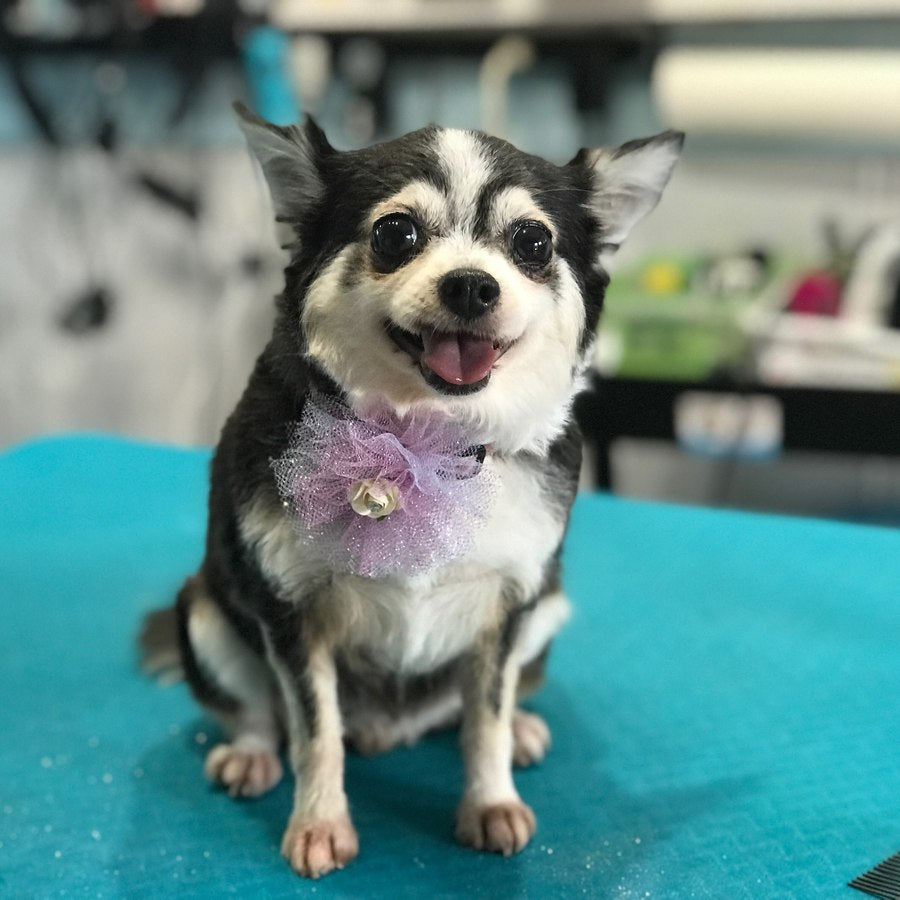 Missy, a Right:Ratio A:1 pet