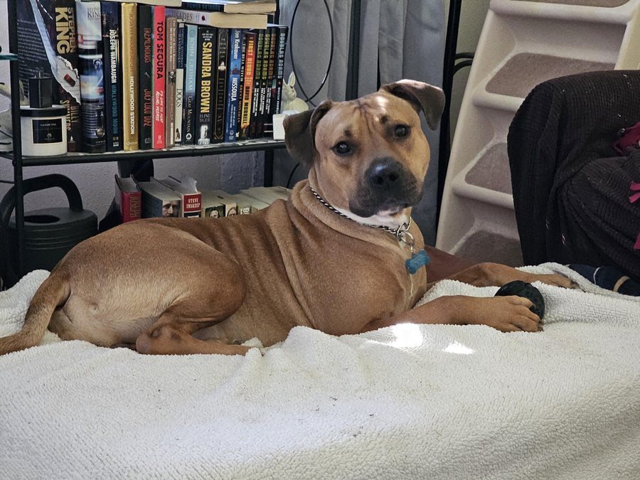 Nash, a Right:Ratio Ax:1 pet