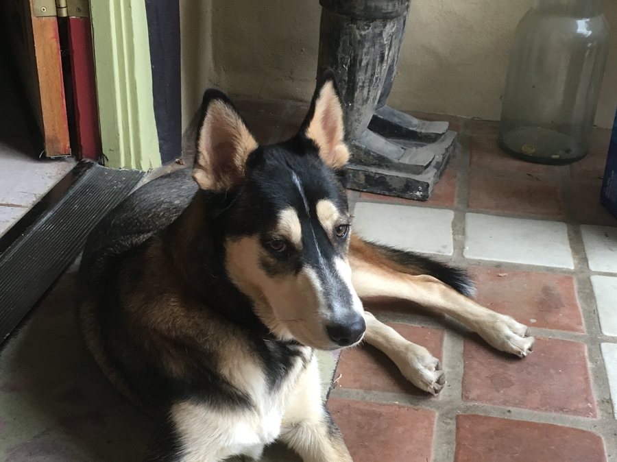 Cooper, a Right:Ratio N:1 pet