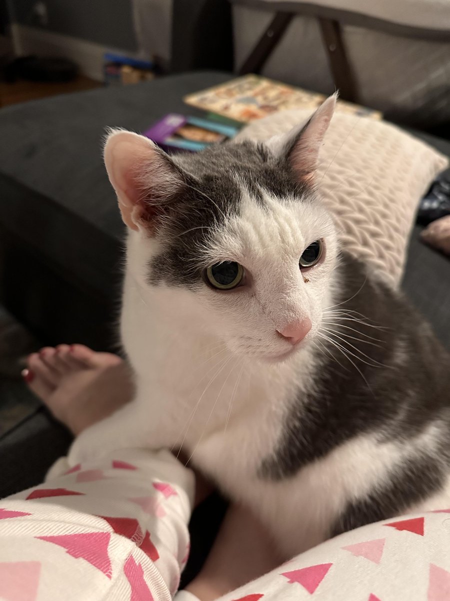 Jasper, a Right:Ratio F:1 pet