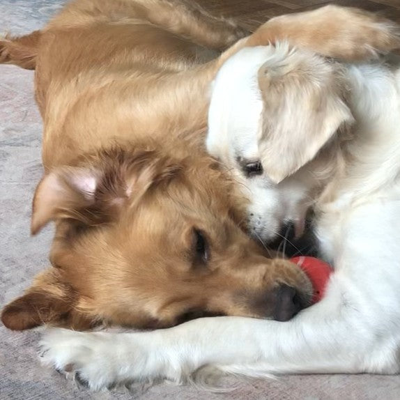 Gus and Harper, two of the dogs in the Right:Ratio family