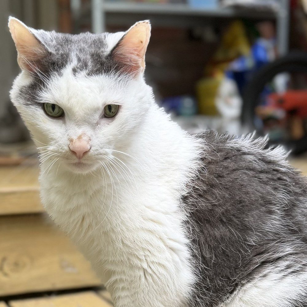 Jasper, the cat of the Right:Ratio family
