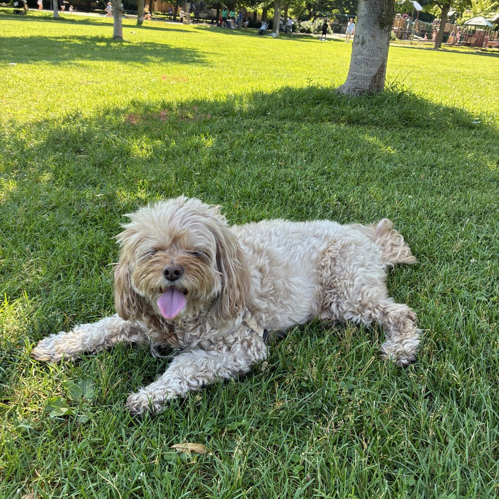 Dolly on the grass, part of the Right:Ratio family