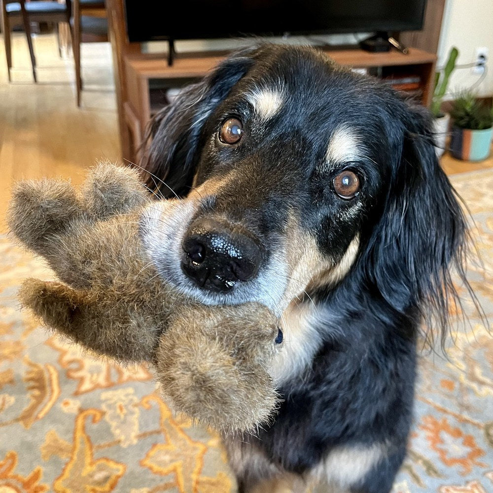 Tehya, a Hovawart, with a favourite toy, part of the Right:Ratio family