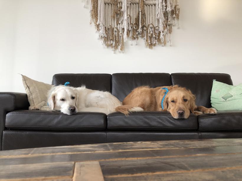 Gus and Harper, Right:Ratio family dogs, together indoors