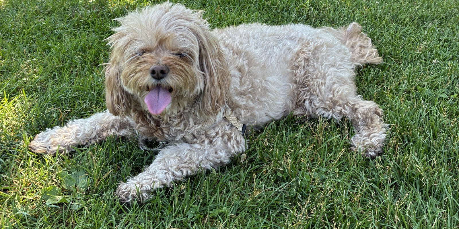 Dolly, a Right:Ratio family dog, lying in the grass on a sunny afternoon