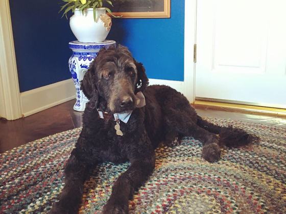 Jackson, a Custom Right:Ratio pet