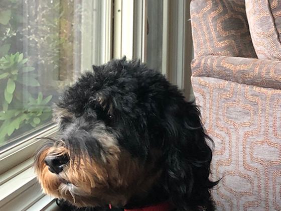 Lenny, a Custom Right:Ratio pet