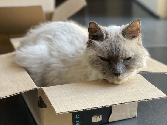 Pippin, a Custom Right:Ratio pet