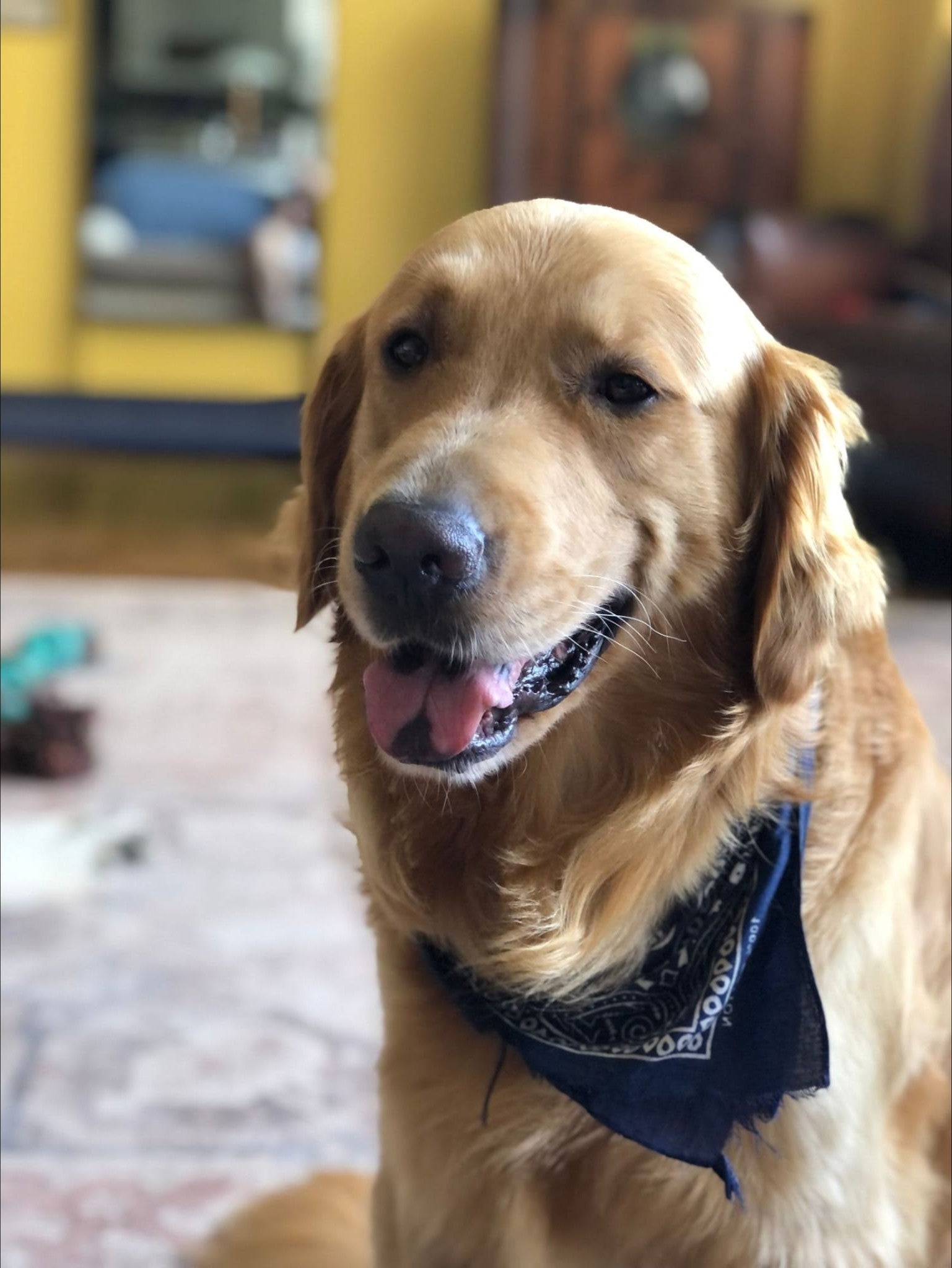 Gus, golden retriever