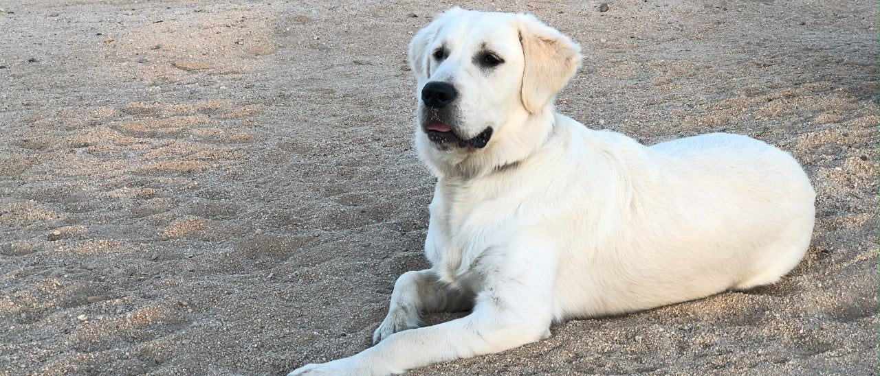 Harper, cream Golden Retriever