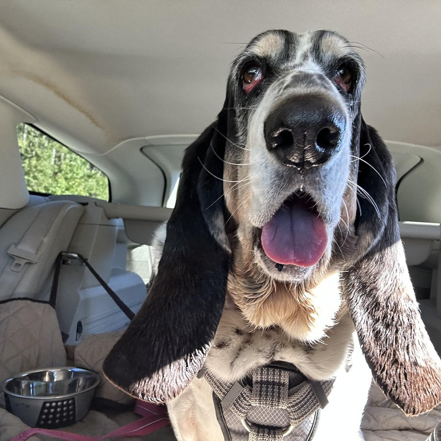 Basset Hound mix