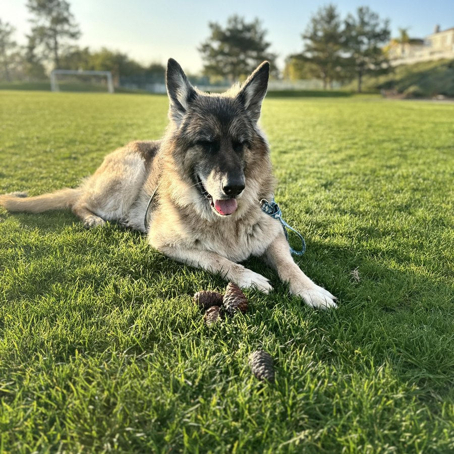 Caesar