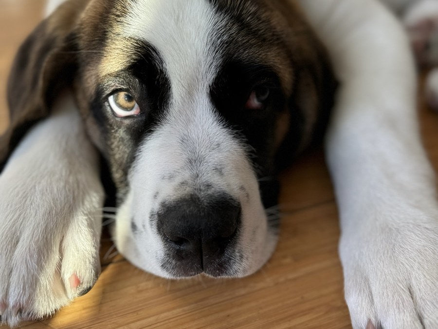 Birdie, Saint Bernard