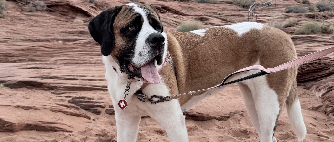 Birdie, Saint Bernard
