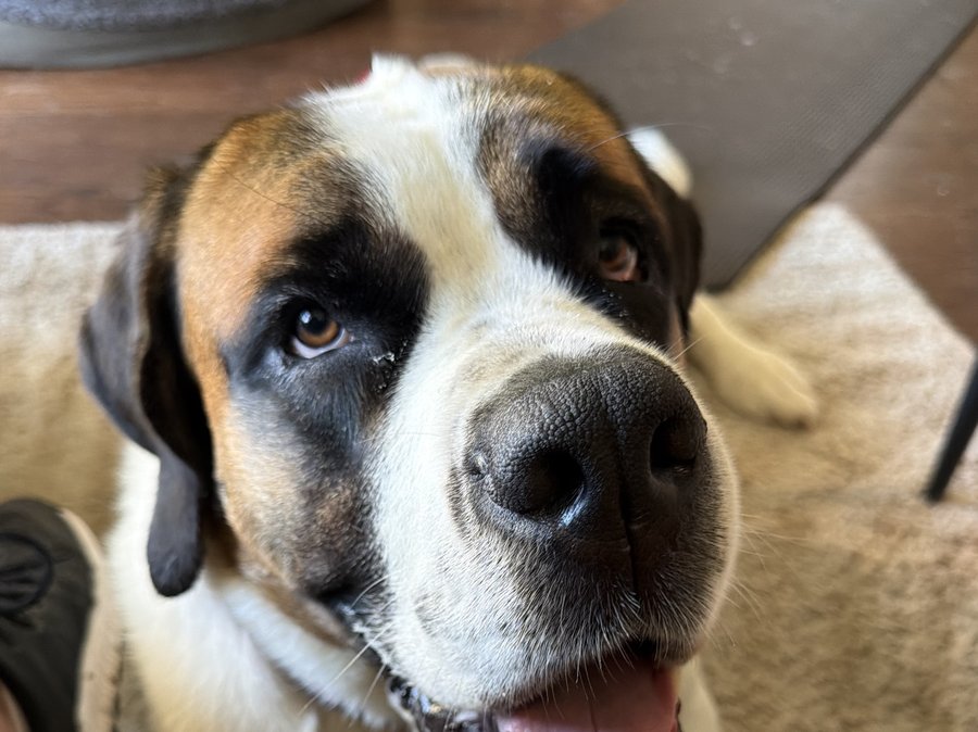 Birdie, Saint Bernard