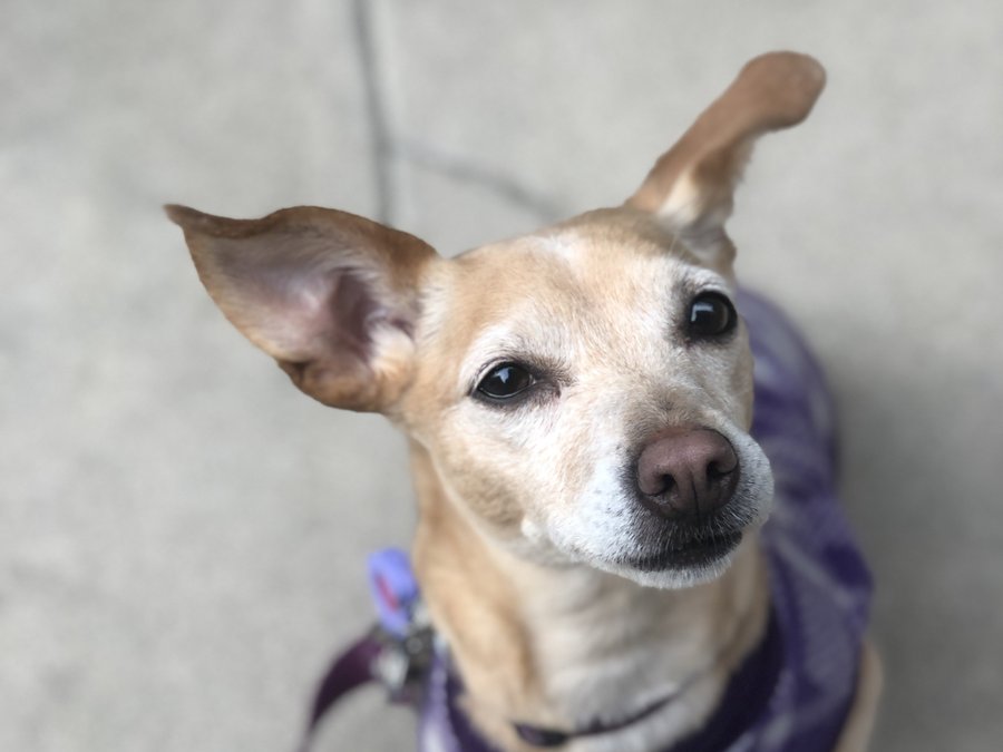 Heidi