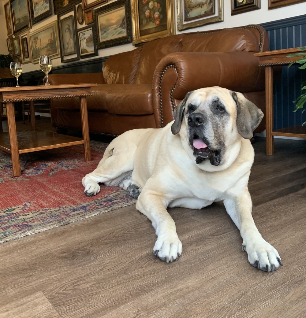 Butter, Mastiff