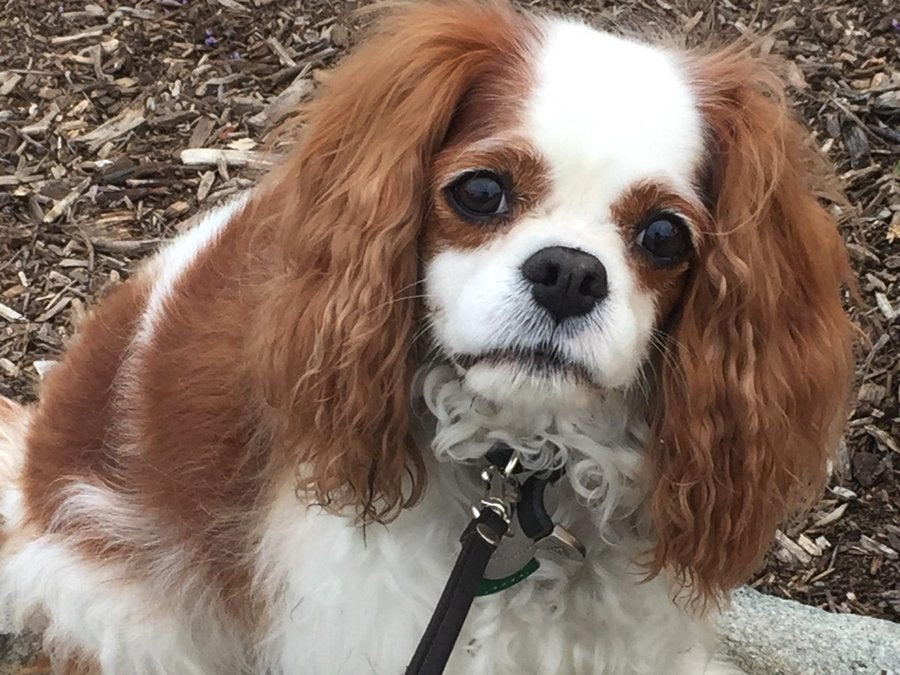 Harper, Cavalier King Charles Spaniel
