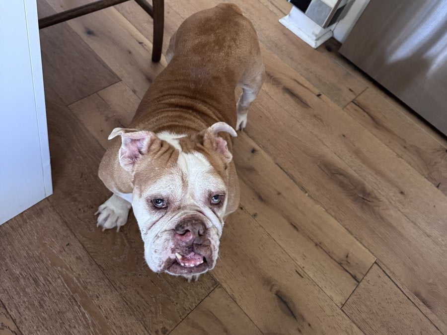 Toula, English Bulldog
