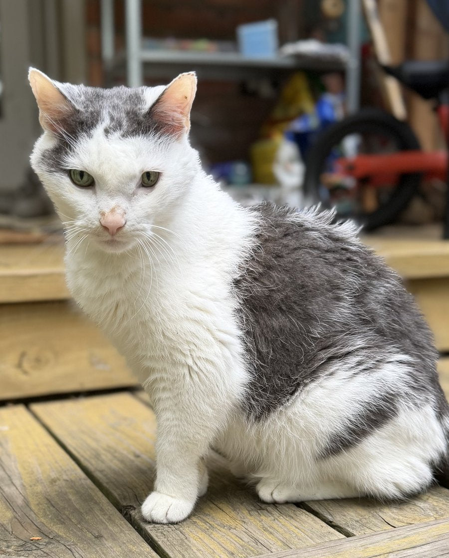 Jasper, Domestic Shorthair