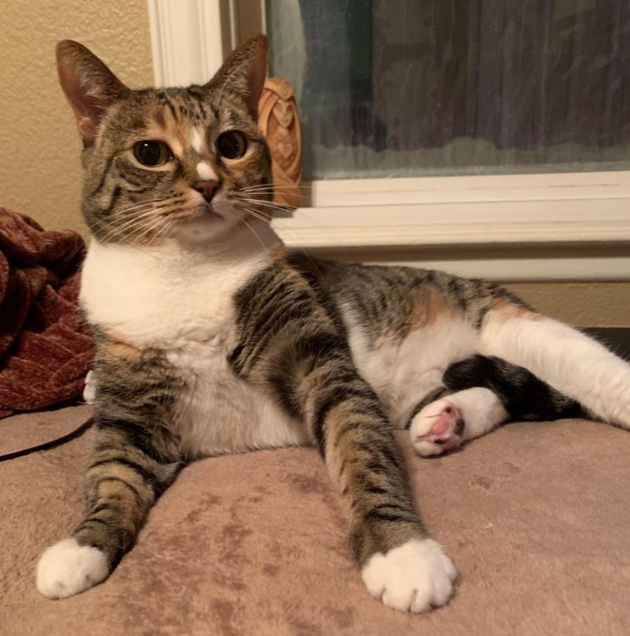 Serafina, Domestic Shorthair tabby