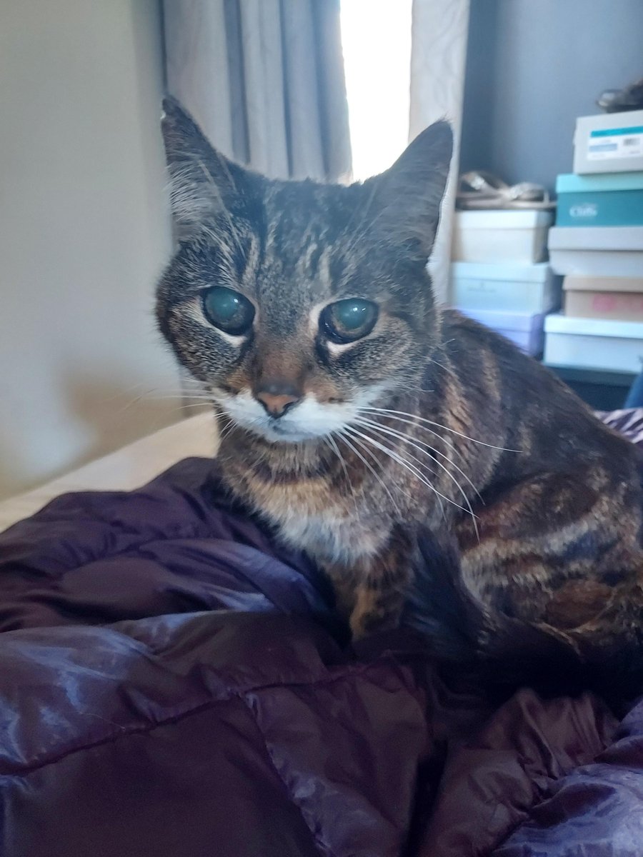 Abby, Domestic Shorthair tabby
